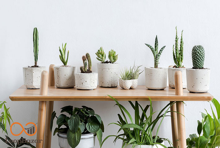 پرورش گیاهان آپارتمانی